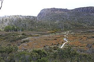 Wild Dog Creek