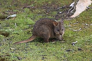 Pademelon