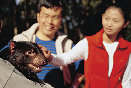 Tassie Devil