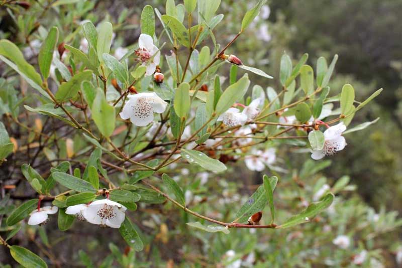 Leatherwood tree blooms