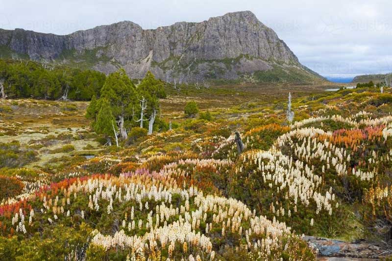 Flowering Scoparia, King Davids Peak
