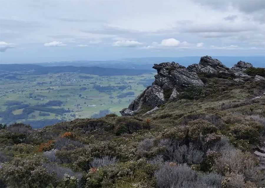 Wildflowers on Mt Roland