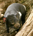 wildlife