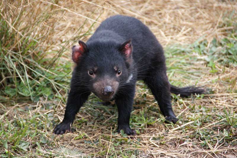 Tasmania Zoo