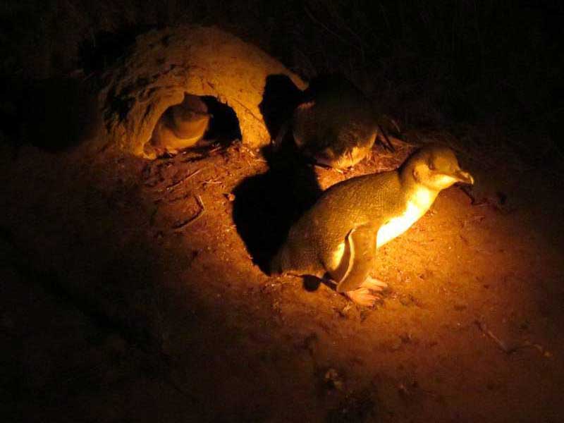Little Penguin Observation Centre