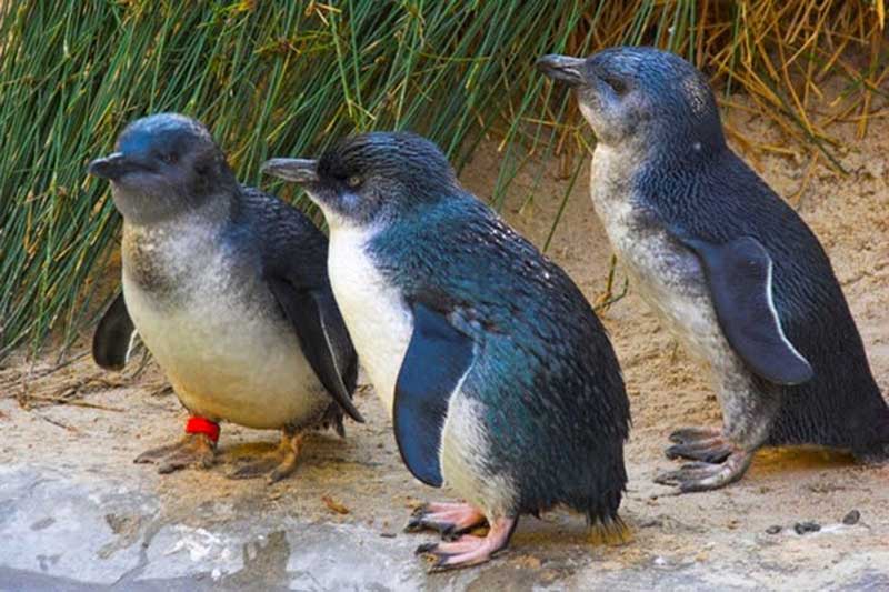 Penguin Point, Penguin