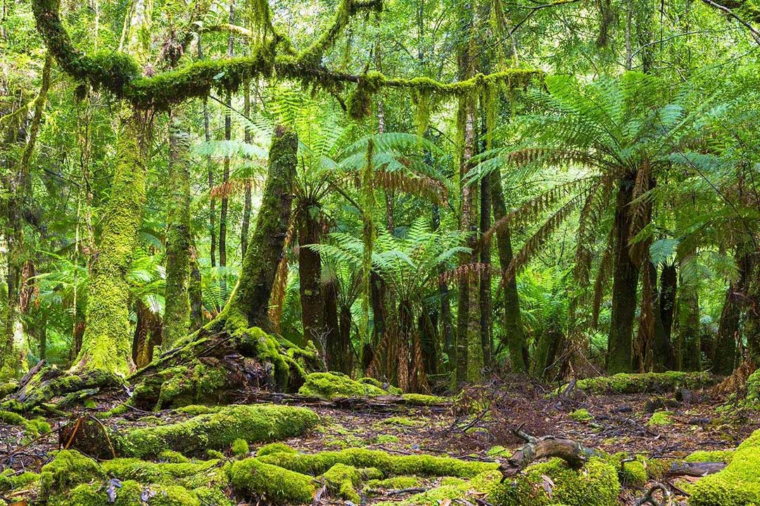 The Tarkine
