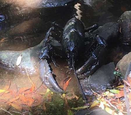 Lobster Ponds Haven