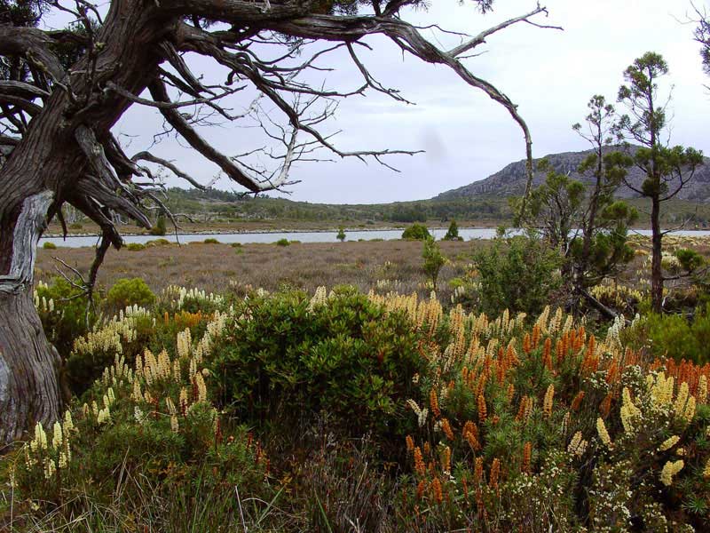 PineLake