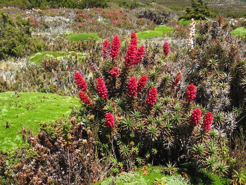 Flowering Richea Scoparia