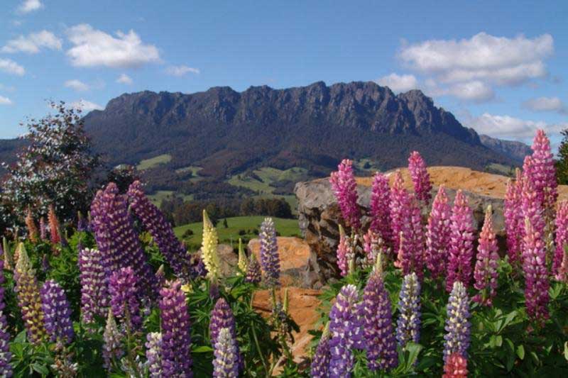 Wildflowers near Mt Roland